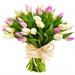 Tulipany dla Pięknej Pani
