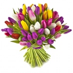 Bukiet od 10 do 200 kolorowych tulipanów