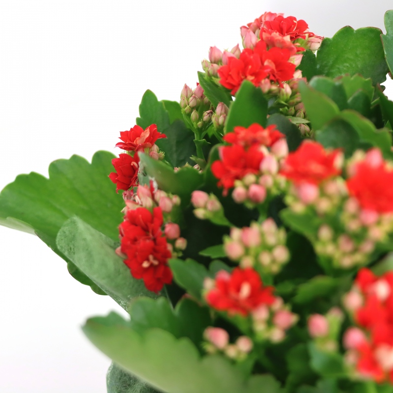 Kwiat doniczkowy Kalanchoe