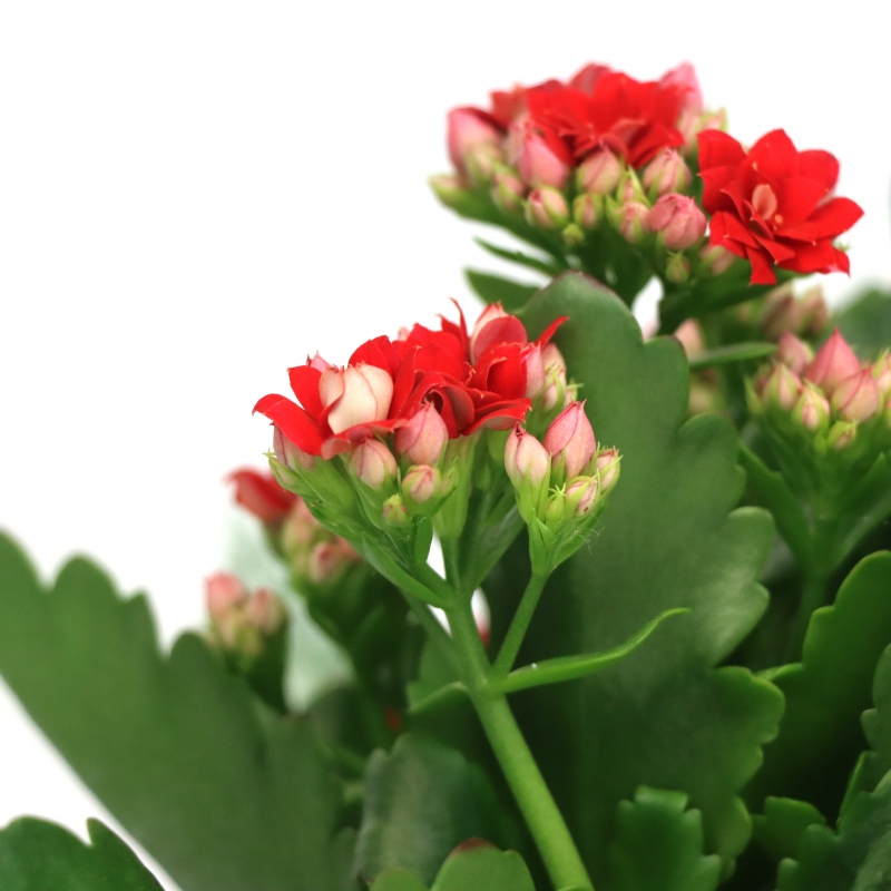 Kwiat doniczkowy Kalanchoe