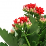 Kwiat doniczkowy Kalanchoe