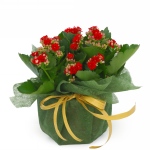 Kwiat doniczkowy Kalanchoe