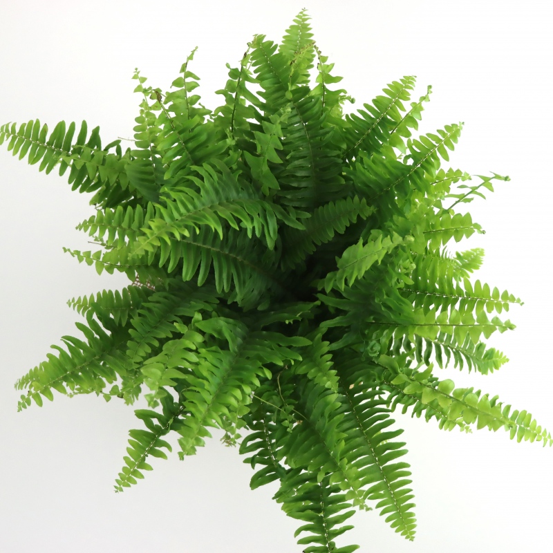 Kwiat doniczkowy Paproć