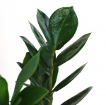 Kwiat doniczkowy Zamioculcas
