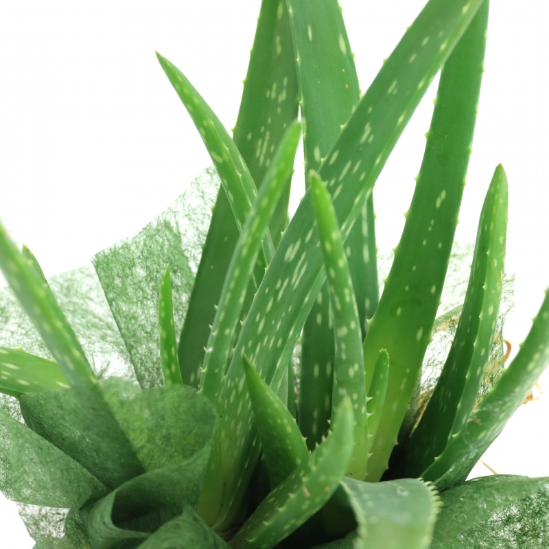 Kwiat doniczkowy Aloes