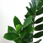 Kwiat doniczkowy Zamioculcas