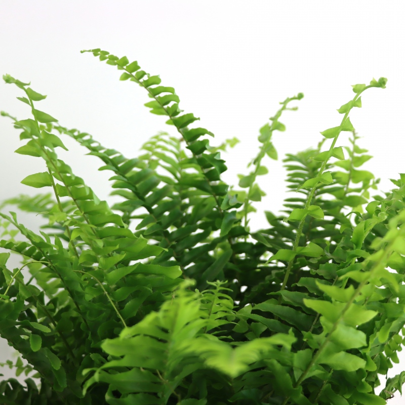 Kwiat doniczkowy Paproć