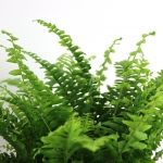 Kwiat doniczkowy Paproć