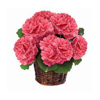 Za naszym pośrednictwem wyślesz różowe goździki w koszu do Azerbejdżanu - Różowy kosz kwiatów