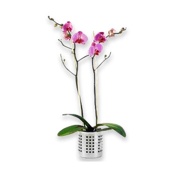 Za naszym pośrednictwem wyślij różową orchideę do Wielkiej Brytanii - Różowa orchidea