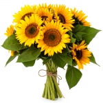 Bukiet słoneczników