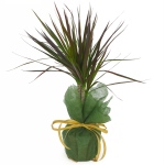 Kwiat doniczkowy Dracena