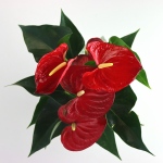 Kwiat doniczkowy Anturium