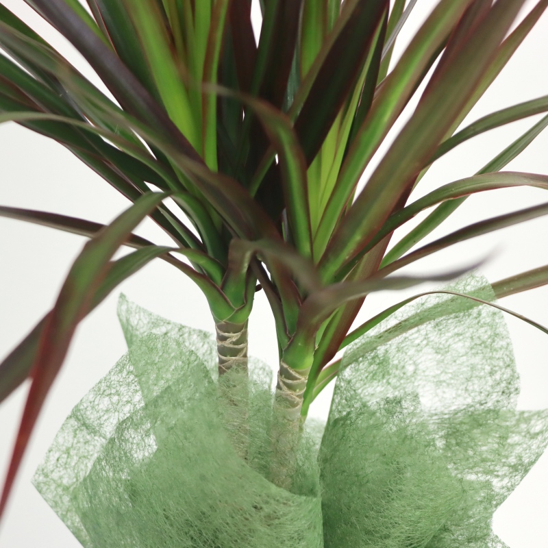 Kwiat doniczkowy Dracena