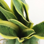 Kwiat doniczkowy Sanseveria - wężownica