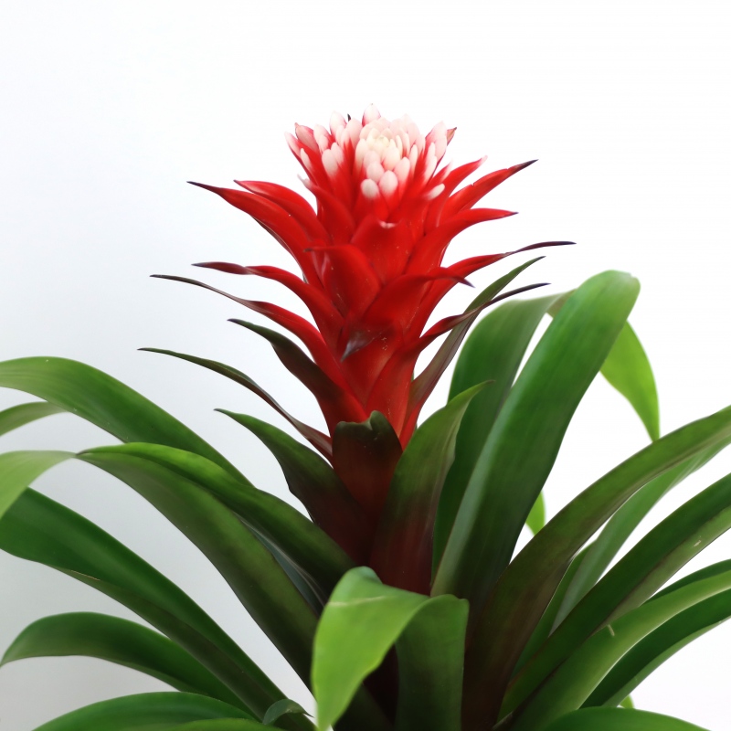 Kwiat doniczkowy Guzmania