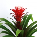 Kwiat doniczkowy Guzmania