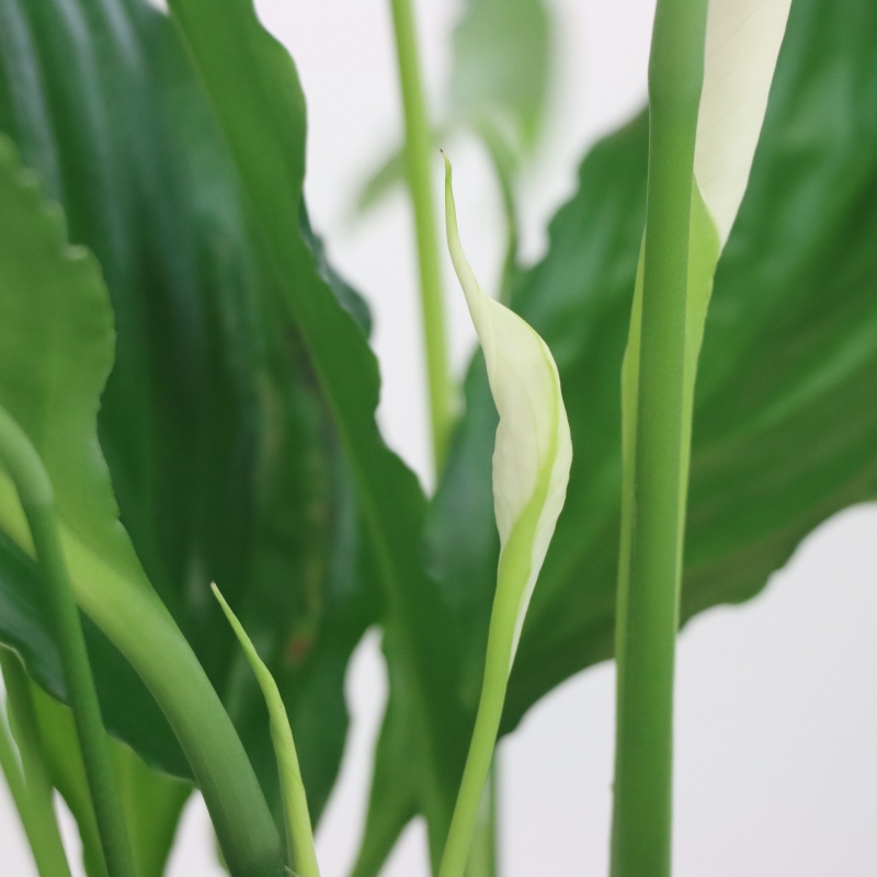 Kwiat doniczkowy Skrzydłokwiat