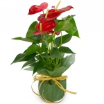 Kwiat doniczkowy Anturium