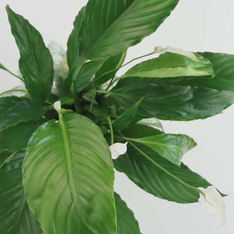 Kwiat doniczkowy Skrzydłokwiat