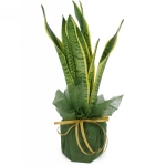 Kwiat doniczkowy Sanseveria - wężownica