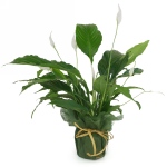 Kwiat doniczkowy Skrzydłokwiat