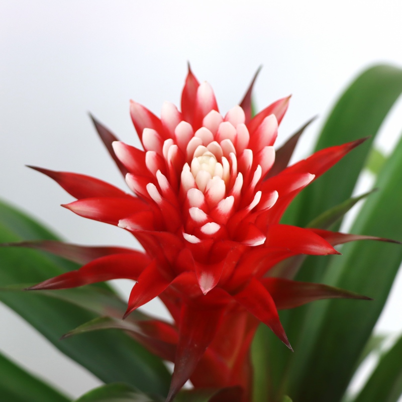 Kwiat doniczkowy Guzmania