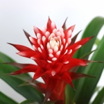 Kwiat doniczkowy Guzmania