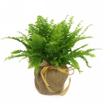 Kwiat doniczkowy Paproć