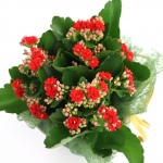 Kwiat doniczkowy Kalanchoe