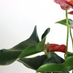 Kwiat doniczkowy Anturium
