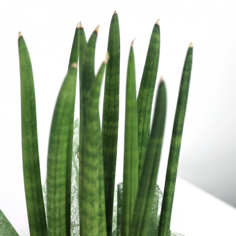 Kwiat doniczkowy Sanseveria - cylindrica