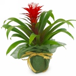 Kwiat doniczkowy Guzmania