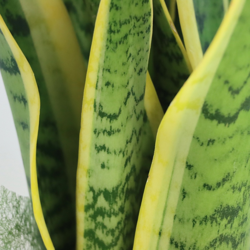 Kwiat doniczkowy Sanseveria - wężownica