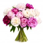 Bukiet peonia