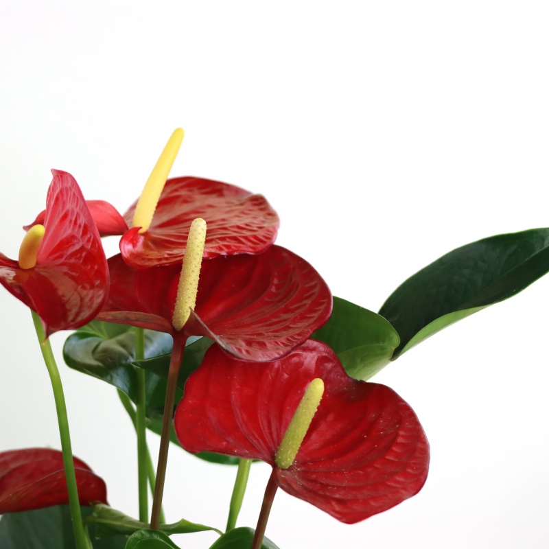 Kwiat doniczkowy Anturium