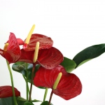 Kwiat doniczkowy Anturium