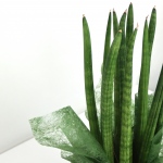 Kwiat doniczkowy Sanseveria - cylindrica