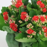 Kwiat doniczkowy Kalanchoe
