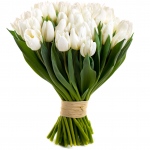 Bukiet białe tulipany