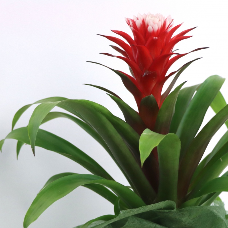 Kwiat doniczkowy Guzmania