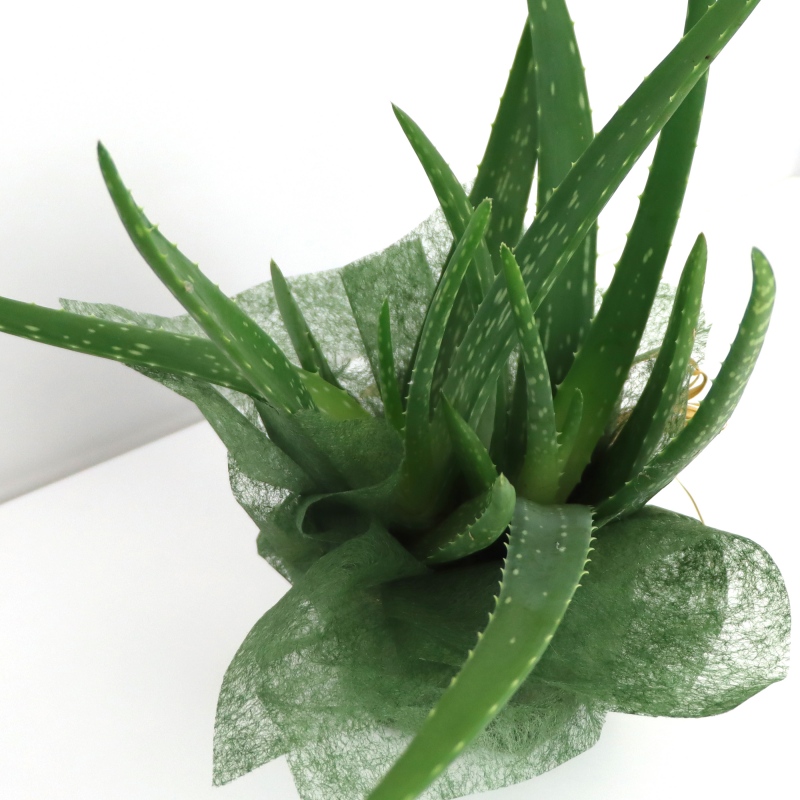 Kwiat doniczkowy Aloes