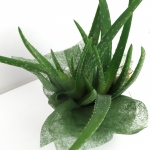 Kwiat doniczkowy Aloes