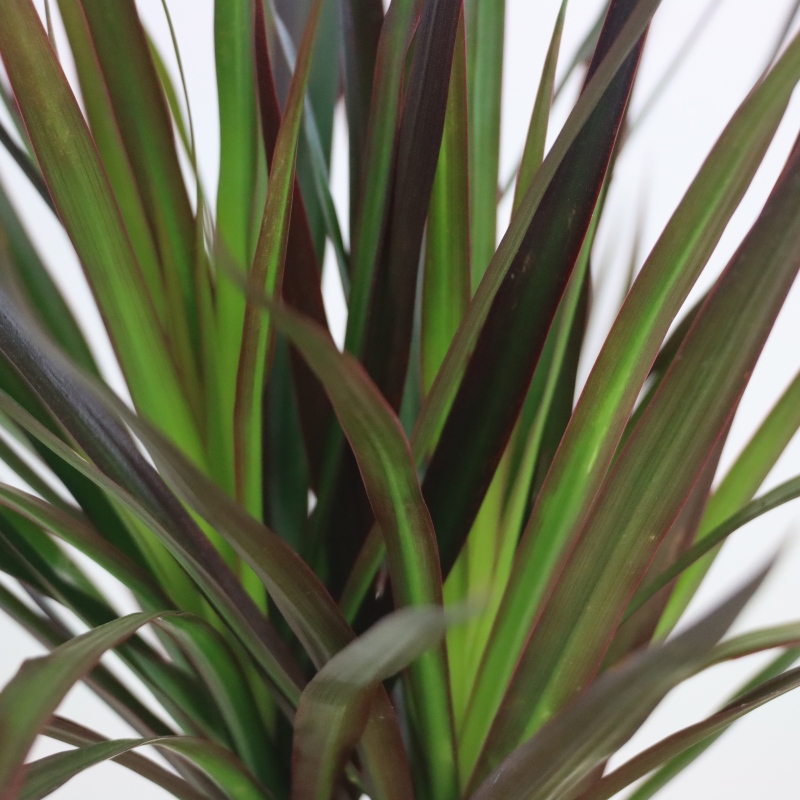 Kwiat doniczkowy Dracena