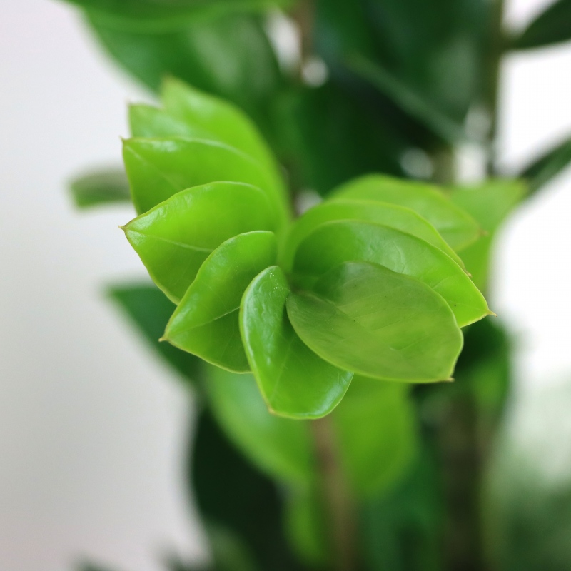 Kwiat doniczkowy Zamioculcas