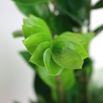 Kwiat doniczkowy Zamioculcas