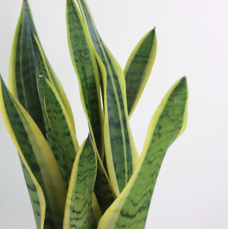 Kwiat doniczkowy Sanseveria - wężownica