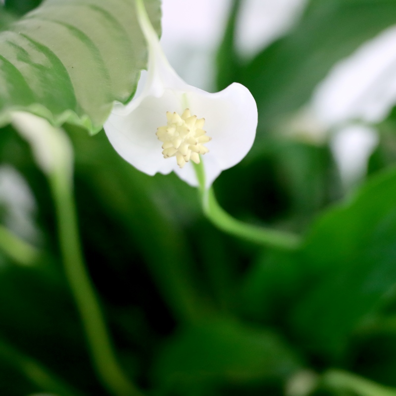 Kwiat doniczkowy Skrzydłokwiat