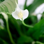 Kwiat doniczkowy Skrzydłokwiat