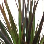 Kwiat doniczkowy Dracena